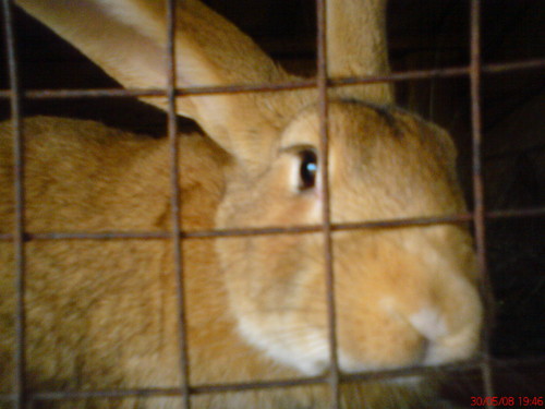 Niuniaa..=****
