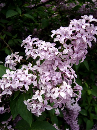 Syringa vulgaris