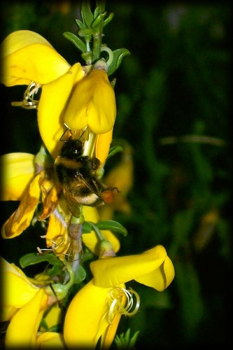 Trzmiel ( ac. Bombus)...