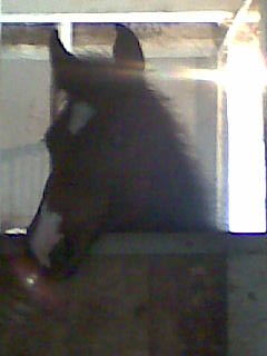 Seleniaa xD
