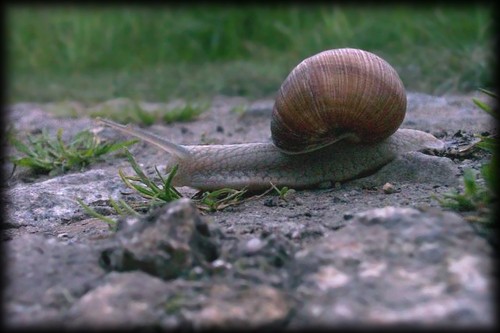 limak winniczek (Helix pomatia)