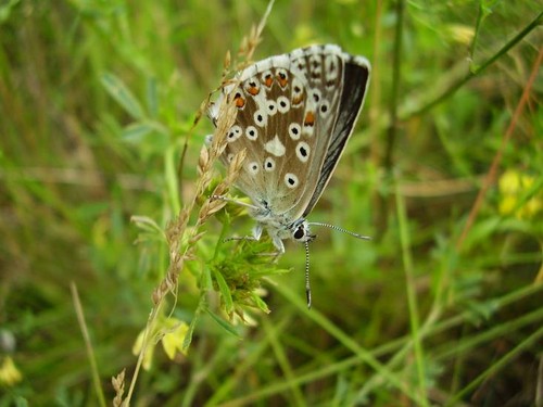 Wpis papulinka18