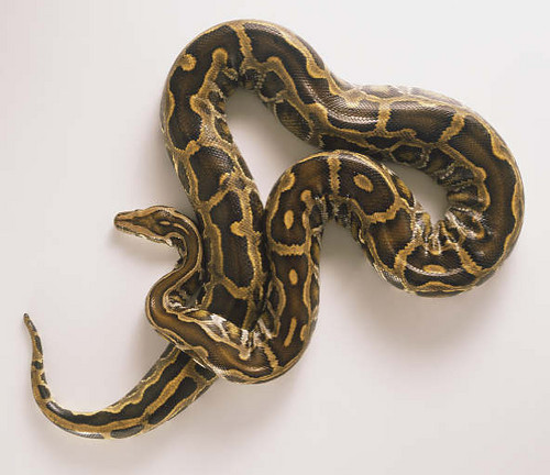 Python Molorus Brivatus