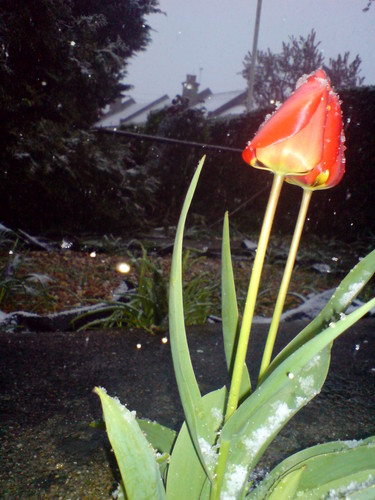tulipan w sniegu :D