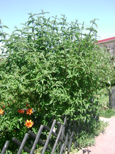 Drzewo Motyli