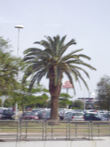 Palma xDD