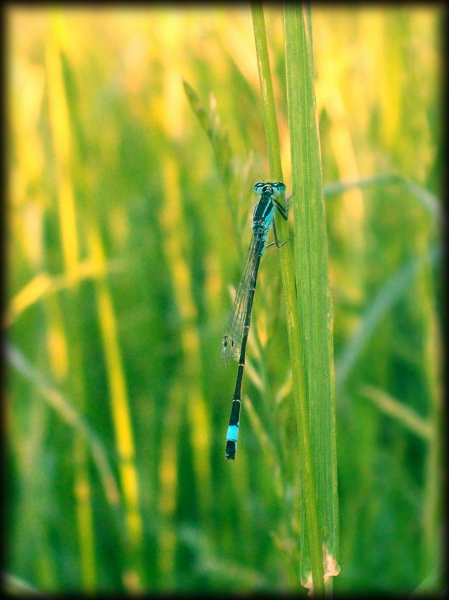 Tnica wytworna- Ischnura elega