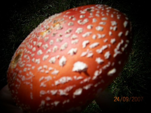 Grzybbbek:)