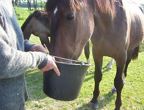 Bajarz i ryba