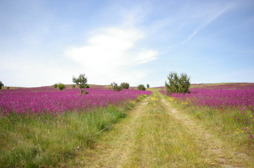 drog poln..