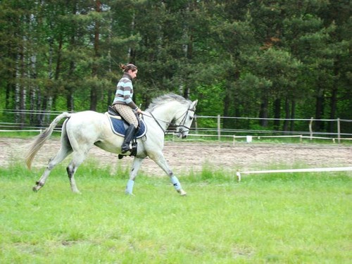 Wpis chevaux