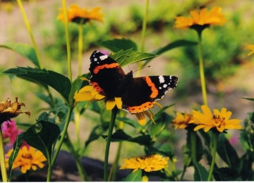 Wpis 0ooblue0butterflyoo0