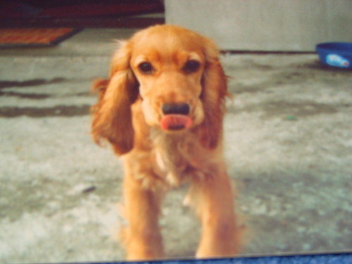 LIili;*