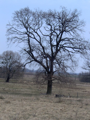 pouczajce