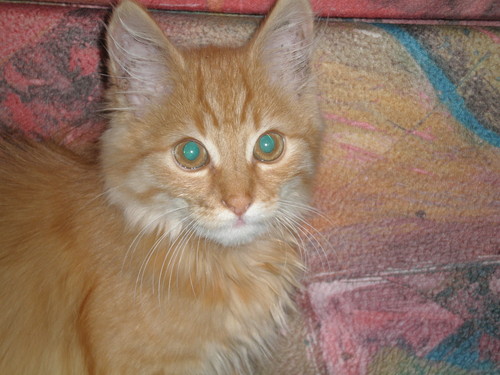 to moj  kociaczke:)