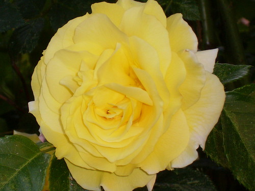 Yellow Rose