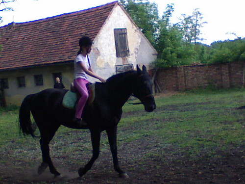 sarcia28