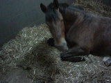 mistrz;]