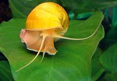 Ampularia