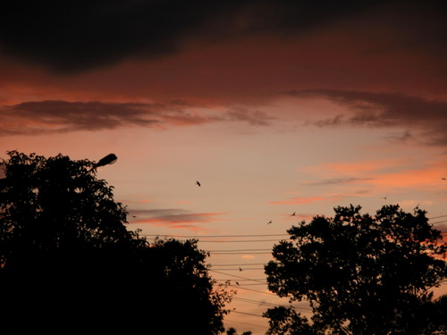 Sw noc