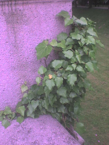 bluszcz:)