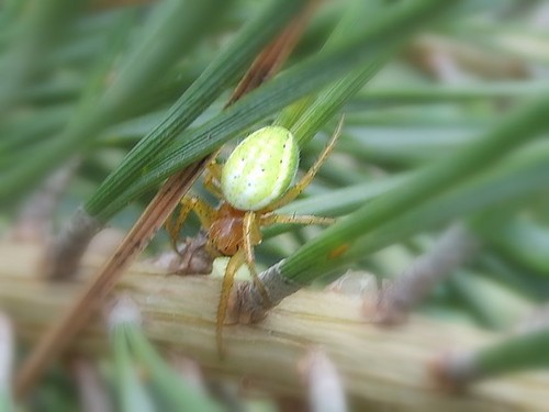 ..itsy bitsy spider...