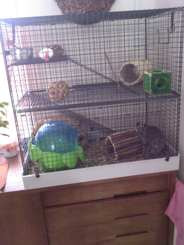 FIGARO I jego willa :)))
