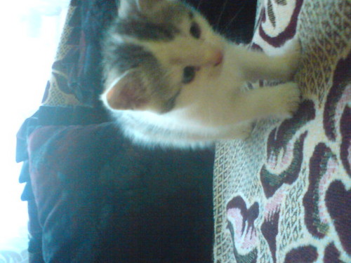 kici---kici----                 