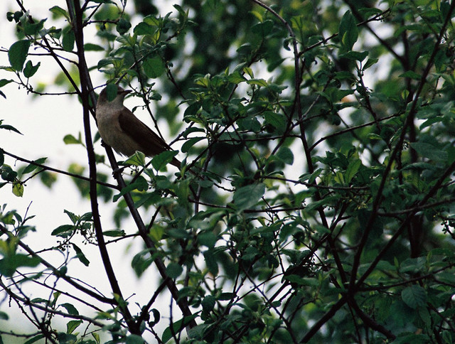 Bird