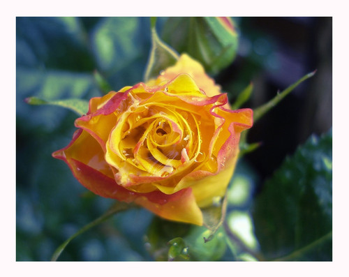 Wpis blossomflower