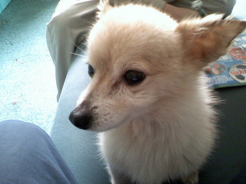 GUSTAW ... 