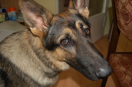 Logan