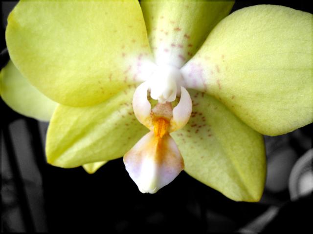 orchid blossom...