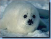 the seal
