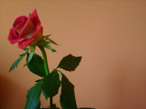 Rose.