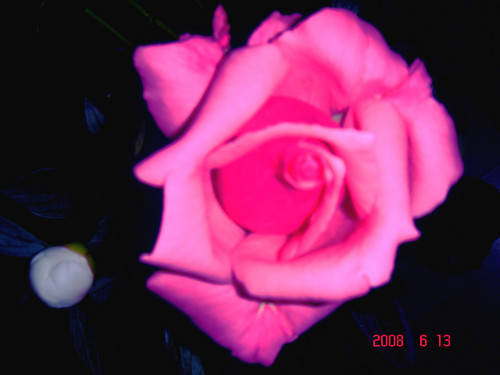 rose