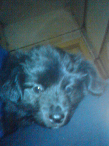 ..May piesek...Czarny piesek...