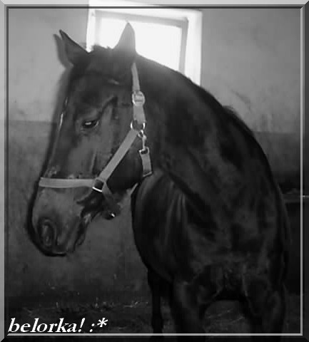 Belorka! 