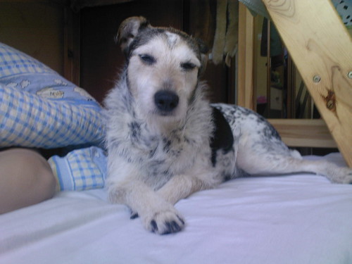 Sabciaa:**