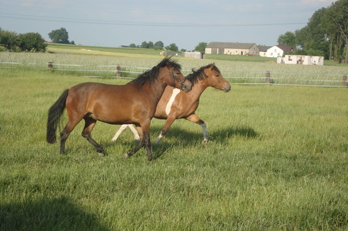 opienka & Wieliczka