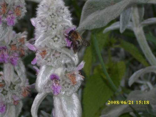 Pierwsze photo