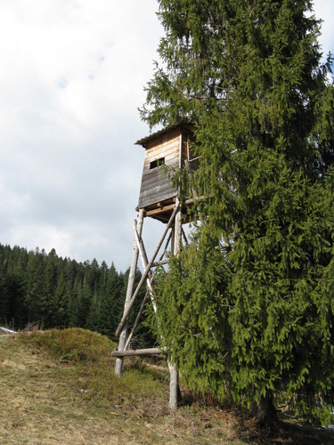 Ambona myliwska