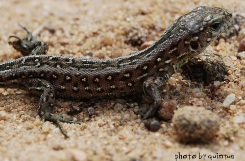 Lacerta Agilis