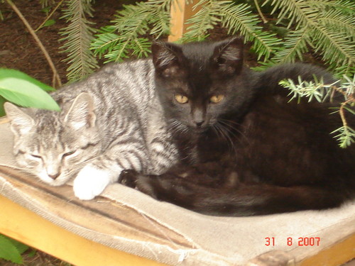 Kociaki:)