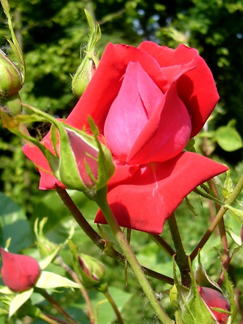 Red rose