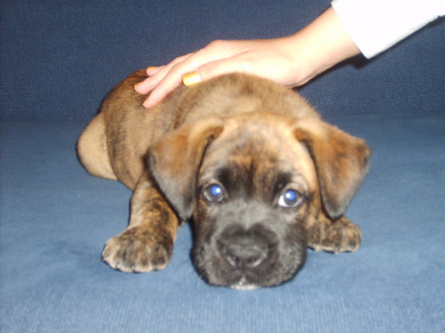 Tyson :)