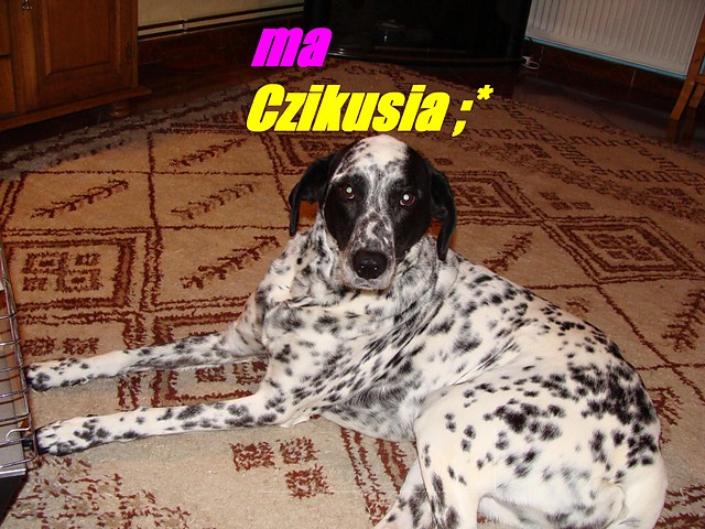 cziku ;**