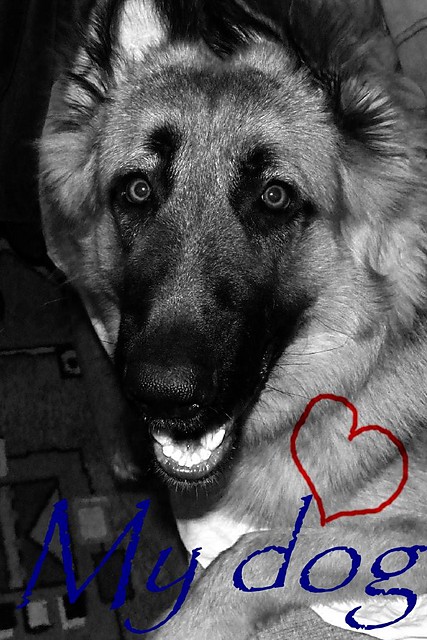 My tpo dog