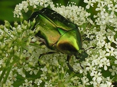 Chrzszcz RHOMBORRHINA JAPONICA