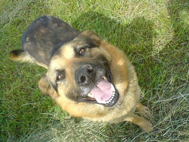 DOG